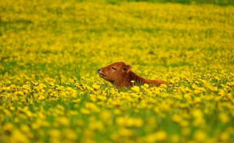Dandelions field Stock Photos