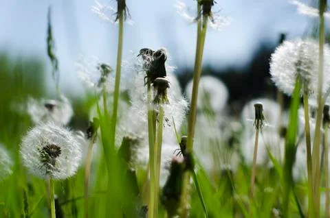 Dandelions Field Stock Photos