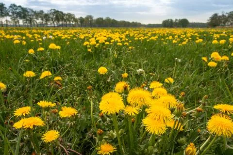 Dandelions in the field Foto stock