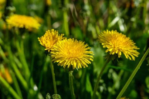 Dandelions in the field. Foto stock