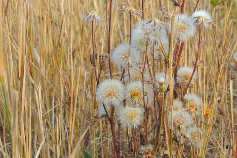 Dandelions in the field Stock Photos