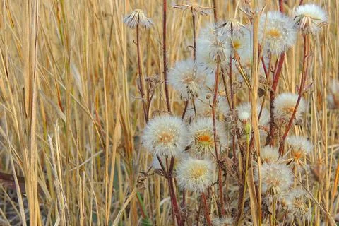 Dandelions in the field Stock Photos