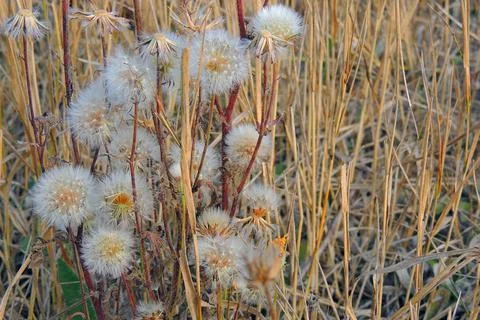 Dandelions in the field Stock Photos