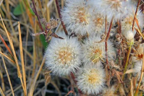 Dandelions in the field Stock Photos