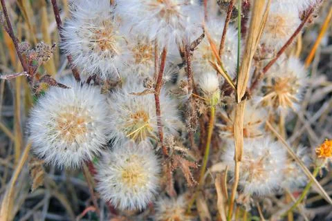 Dandelions in the field Stock Photos