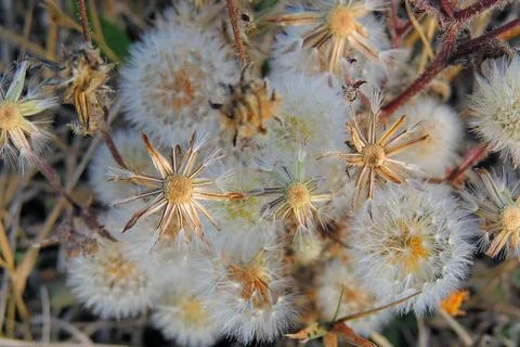 Dandelions in the field Stock Photos