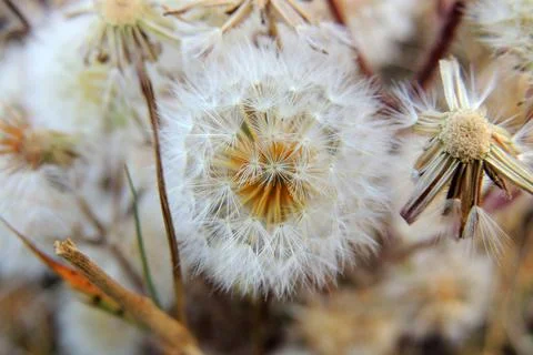 Dandelions in the field Stock Photos