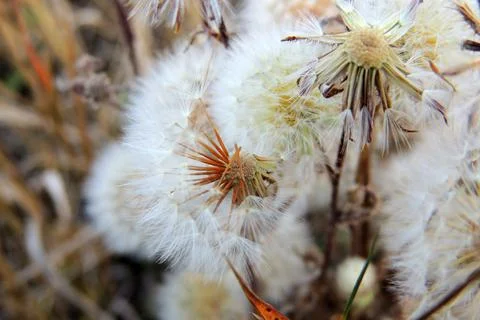 Dandelions in the field Foto stock
