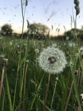 Dandelions in the field Stock Photos