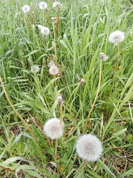 Dandelions in the field Stockfoto's