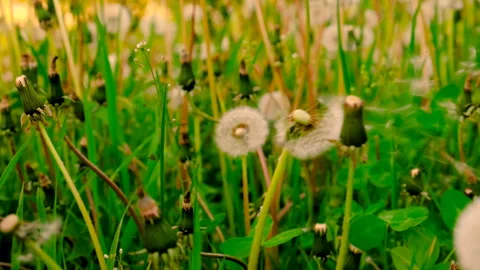 Dandelions in the field. Selective focus. Stock Footage 260712740