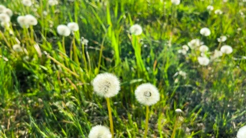 Dandelions field in a soft wind. Fluffy white seed heads glow in the sunlight.  Видео 338240539