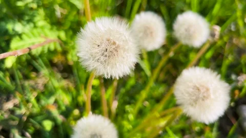 Dandelions field in a soft wind. Fluffy white seed heads glow in the sunlight.  스톡 동영상 338240767