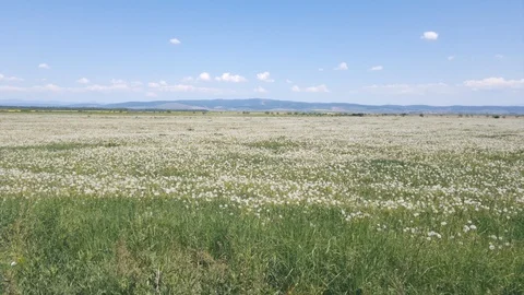 Dandelions fields Stock Footage 99834602