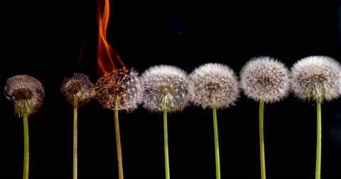 Dandelions in the Fire 4K Stock Footage 50197149