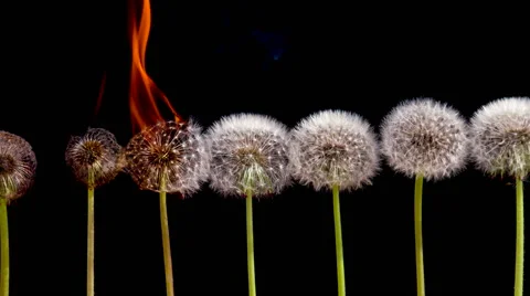 Dandelions in the Fire HD Stock Footage 50306889