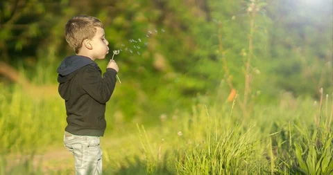 Dandelions flower Stock Footage 89940029
