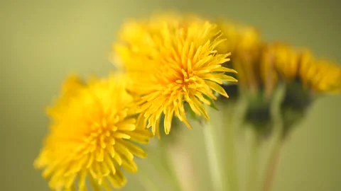 Dandelions flower open time lapse, extreme closeup over green background 動画素材 203459837