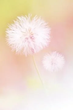 Dandelions Flower Soft Focus For Background Stock Photos