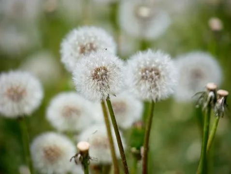 Dandelions in the flowerbed. selective focus Stock Photos