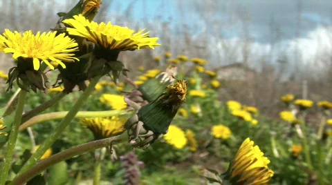 Dandelions flowers Stock Footage 651017