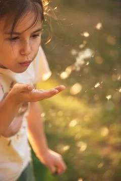 Dandelions fly off the hands of a cute girl Stock Photos