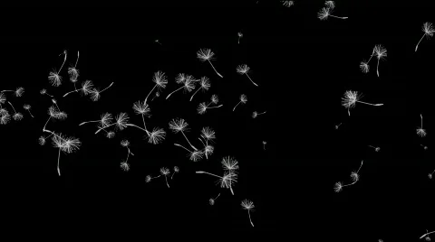 Dandelions flying Video stock 753131