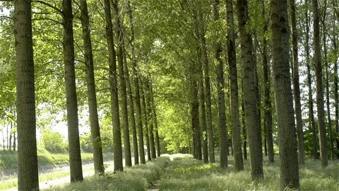 Dandelions flying in a forest 库存影片 71901555