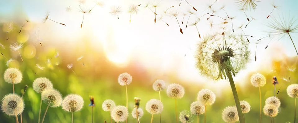 Dandelions With Flying Seeds In Defocused Field - Freedom And Allergy Concept Stock Photos