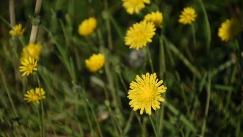 Dandelions focus footage Stock Footage 81879391