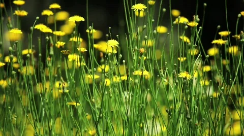 Dandelions Stock Footage 583437