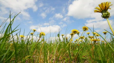 Dandelions Stock Footage