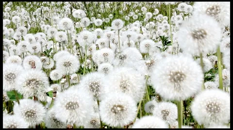 Dandelions Stock Footage 5903177