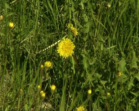 Dandelions Stock-Footage 10717707