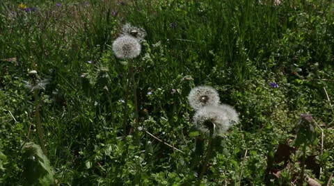 Dandelions Stock Footage 22770215