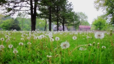 Dandelions Stock Footage 35410432