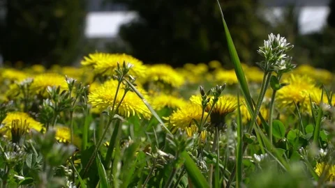 Dandelions Vidéo 74458462