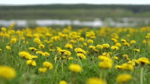 Dandelions Stock Footage 75392528