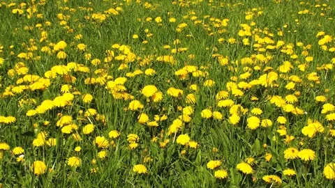 Dandelions Stock Footage 85690390