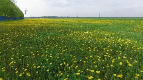 Dandelions Stock Footage 101982764