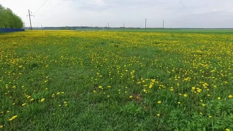 Dandelions Stock Footage 101982817