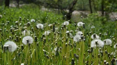 Dandelions Stock Footage 107339937