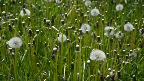 Dandelions Stock Footage 107340795