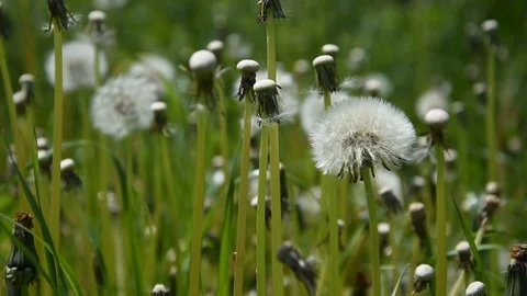 Dandelions Stock Footage 107341398