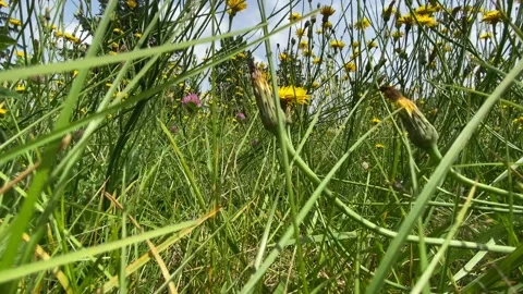 Dandelions Stock Footage 135616195