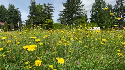 Dandelions Stock Footage 135617410