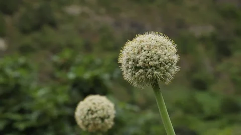 Dandelions. Stock Footage 196482830