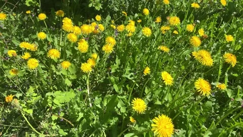 Dandelions Stock Footage 274416881