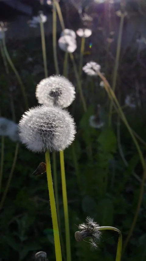 Dandelions Stock Footage 310521431