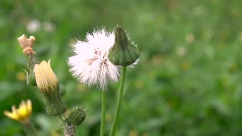Dandelions in the forest, with dew water drops- Stock Footage 167564954